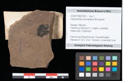 Foto (Objekt + Etikett) von Glyptostrobus europaeus (Brongniart) Unger (NHMW-GEO-2024-0188-0162)
